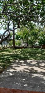 un árbol en un parque con una acera y césped en APARTMAN PAVE & ILIJA jr, en Lopar