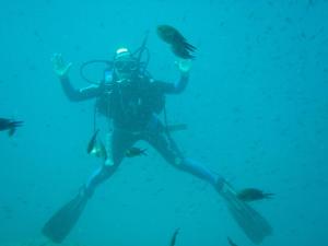 a diver in the water with a group of fish at Apartments Golubic in Pula