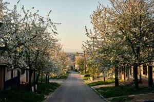 una calle bordeada de árboles con flores blancas en Penzion Fialka, en Starý Poddvorov