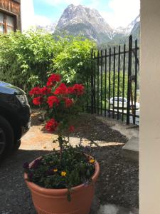 una olla de flores rojas delante de una valla en B&B Hotel & Appartements Chasa Valär, en Scuol