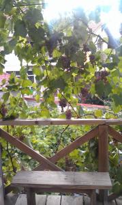 Zahrada ubytování Dacha v Arkadii