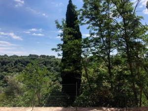 a tall tree standing next to a fence at La Casa all'Oliveto in Pitigliano