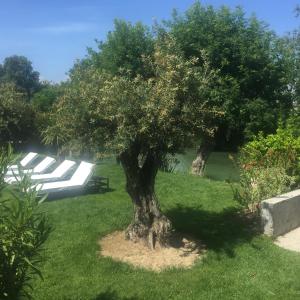 a tree in the middle of a park with a bench at Villa Louise-Rose in Villeneuve-Loubet