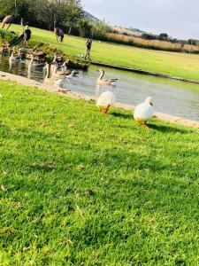 ヨハネスブルグにあるTamryn Manor Guest Houseのギャラリーの写真