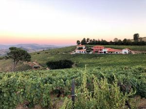 een wijngaard met een huis op een heuvel bij Quinta dos Espinheiros in Provesende