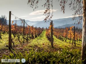 a vineyard with autumn leaves on the vines at The Wine House Hotel - Quinta da Pacheca in Lamego