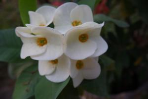 um close-up de flores brancas em uma planta em Anouxa Riverview Guesthouse em Champasak