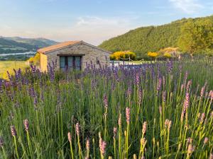 a field of purple flowers in front of a building at Amico Country House in Serra San Quirico