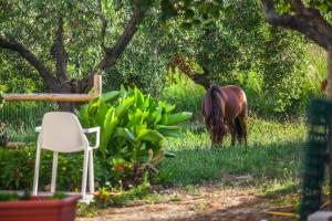 un pâturage dans l'herbe à côté d'une chaise dans l'établissement Il Gallo Con Gli Stivali, à Termoli