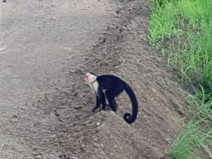 un gato blanco y negro caminando por un camino de tierra en Hotel El Paraiso Escondido - Costa Rica, en Jacó