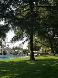 a tree in the grass next to a swimming pool at Villa delle Querce Resort in Palo del Colle