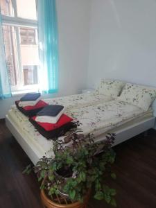 Bett in einem Zimmer mit Topfpflanze in der Unterkunft Hostel Staromiejski in Graudenz