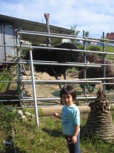 田辺市にある農家民泊 未来農園の動物の前に立つ少年