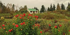 um campo de flores vermelhas com uma casa ao fundo em Trengwainton Cottage em Hogsback