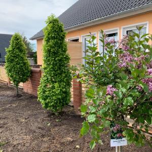 a house with three trees and flowers in the yard at Ferienwohnung-Strandspaziergang, grosse Wohnung in Börgerende-Rethwisch