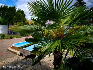 a palm tree sitting next to a swimming pool at Paksy Apartman in Harkány
