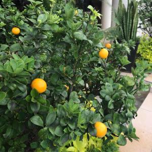 an orange tree with lots of oranges on it at La Dolce Vita Umhlanga Guesthouse in Durban