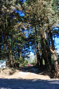 uma floresta de árvores com uma estrada de terra em Moon Forest Apartments em Monteverde