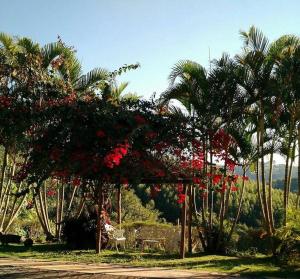 a group of red flowers hanging from a tree at Fazenda Carpas Douradas in São Roque