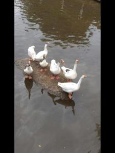 a group of ducks standing on a rock in the water at Fazenda Carpas Douradas in São Roque