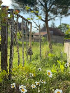 une girafe marchant dans un champ de fleurs dans l'établissement Domaine de Combraille en Marche, à Saint-Médard