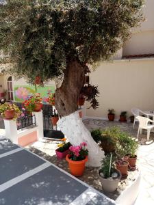 a tree in a courtyard with pots of plants at Αrgo Studios in Pythagoreio