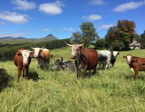 un troupeau de vaches debout dans un champ d’herbe dans l'établissement Beverley Country Cottages, à Dargle