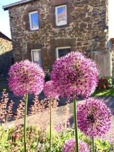 a group of purple flowers in front of a building at grasset rittiron in Ouides