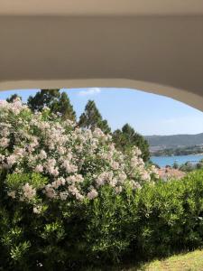 a bush with pink flowers on it at Residence Gli Oleandri 140 - Costa Smeralda - Porto Cervo in Liscia di Vacca