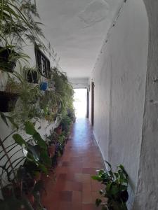 Vonkajšia záhrada v ubytovaní Dos Casitas, Dos Calles, - Loft de la Morena o Estudio JR