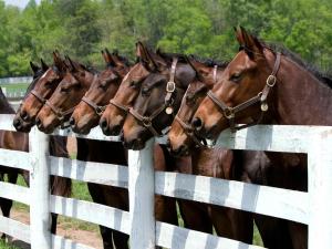 un groupe de chevaux surplombant une clôture dans l'établissement Guesthouse Trajbar Team, à Zaprešić