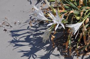 a plant with white flowers in the sand at Villa Panorama in Moúdhros