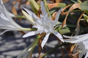 a close up of a white flower at Villa Panorama in Moúdhros