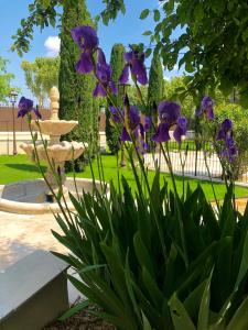 a bunch of purple flowers in front of a fountain at Villa Agrippa in Orange