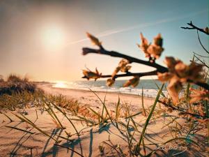 Naturlandskabet i nærheden af lejligheden