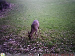 a gazelle grazing in a field of grass at Forellenwirt Bacher in Kirchberg