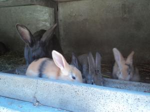 Fotografie z fotogalerie ubytování La Bastide de la Reine Margot v destinaci Beaumont