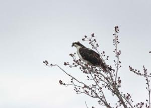 a bird perched on top of a tree branch at Domaine Henri-Daze in Saint-Pierre-Baptiste