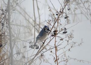 a blue and white bird sitting on a tree branch at Domaine Henri-Daze in Saint-Pierre-Baptiste