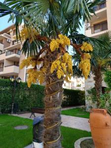 a palm tree with yellow flowers on it at Cascadas Studio in Sunny Beach