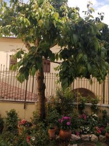 Ogród w obiekcie B&B BONE NOVELLE dimora storica palazzo zuzi