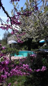 ein Baum mit rosa Blumen vor einem Pool in der Unterkunft Il Ciliegio del Pellegrino in Gubbio