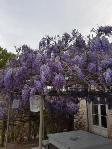 a wisteria tree with purple flowers on a building at La THIBAUDIERE Glycine in Châlus