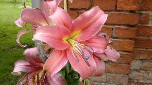 Billede fra billedgalleriet på Am Waldrand Spreewald i Burg + 54 billeder