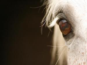 a close up of the eye of a white horse at Guesthouse Trajbar Team in Zaprešić