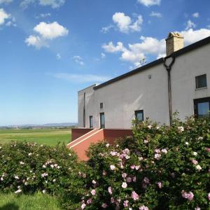 un edificio bianco con fiori rosa di fronte di Masseria Agriturismo Moschella a Posta Piana