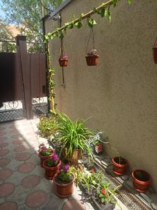 a group of potted plants on a patio at Guest House Lukomorye in Anapa