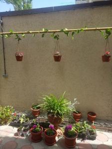 a group of potted plants on a patio at Guest House Lukomorye in Anapa