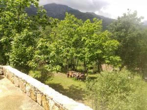 a group of elephants standing in a field with trees at Villa Praesidio in Riventosa