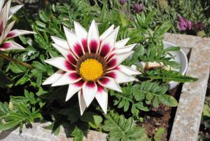 a white and red flower in a garden at Hôtel Ariane & SPA in Pontorson